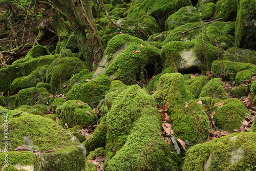 一面に広がる苔の世界