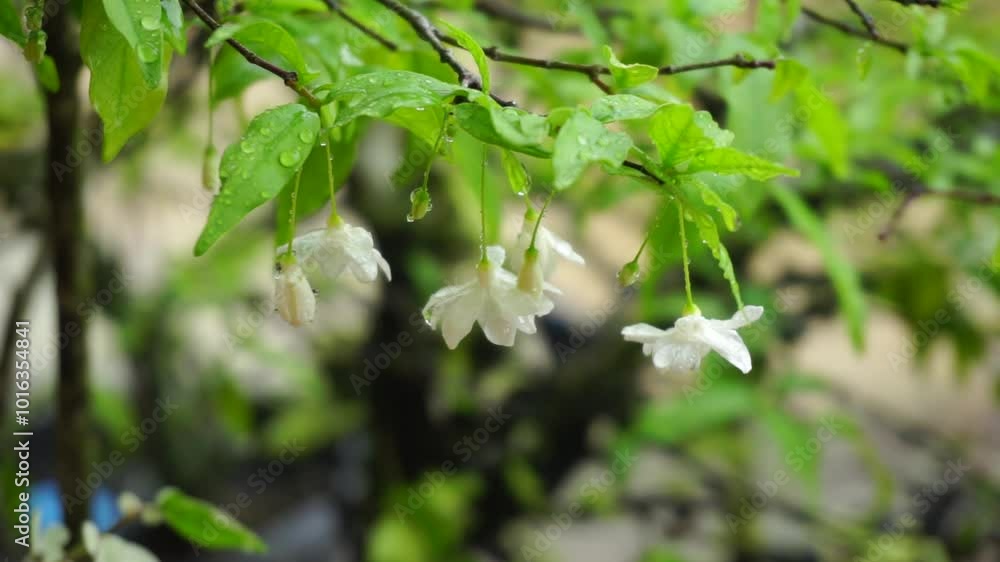 Rain-Drenched Plants During Heavy Rainfall Rain-Drenched Plants During Heavy Rainfall