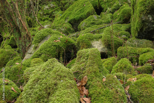 一面に広がる苔の世界