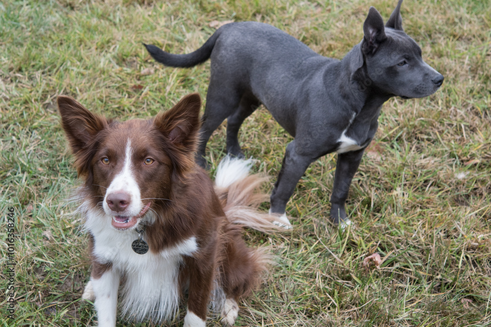 Border Collie and Pitbull standing together Border Collie and Pitbull standing together