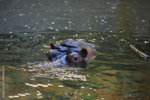 Hippopotamus amphibius