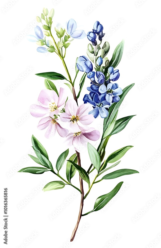 Flowers, branch leaves, buds on white background, watercolor illustration Flowers, branch leaves, buds on white background, watercolor illustration