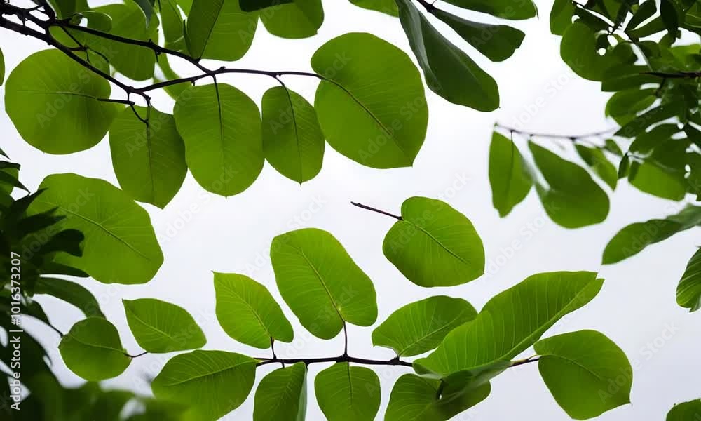 Tropical rain tree leaves bushed on a white background Tropical rain tree leaves bushed on a white background