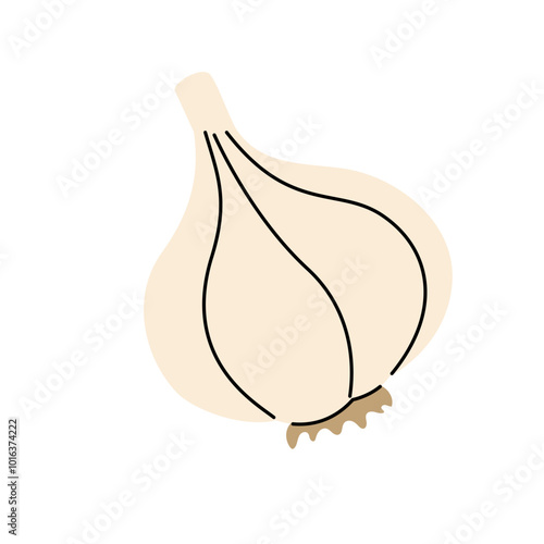 Hand drawn garlic bulb for healthy food projects and culinary websites