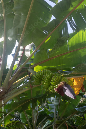 Banana plant in Fuvahmulah island in the Maldives photo