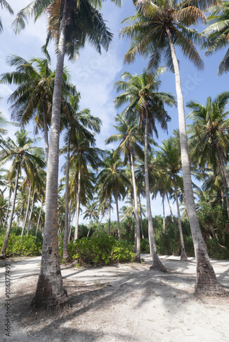 Green palm trees in Fuvahmulah island in the Maldives