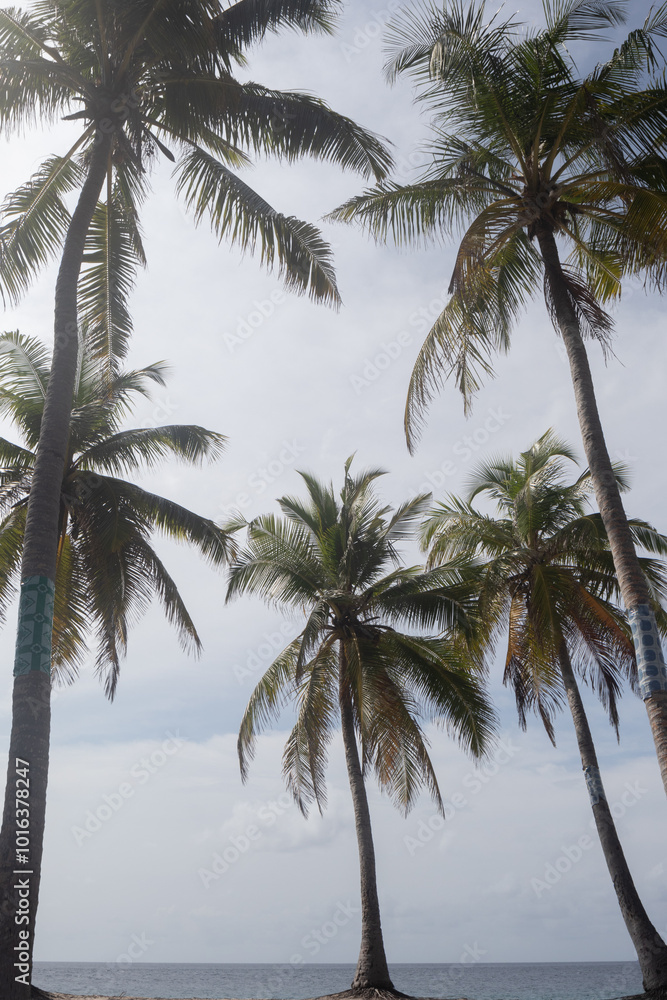 Green palm trees in Fuvahmulah island in the Maldives Green palm trees in Fuvahmulah island in the Maldives