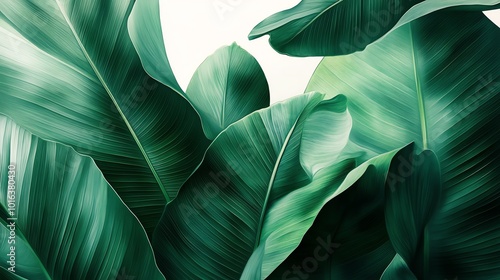 Deep green banana leaf with bold, smooth textures, isolated on a white background, tropical botanical design