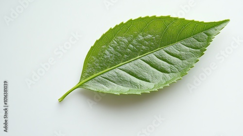 Light green tea leaf, delicate veins, isolated on a white background, minimalist botanical theme