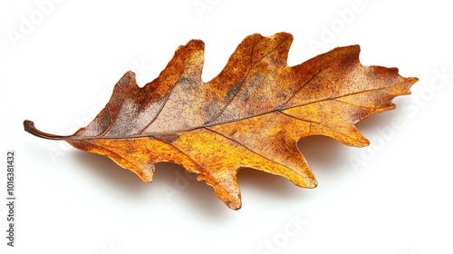 Single brown oak leaf, curled and detailed, isolated on a white background, natural autumn decay photo