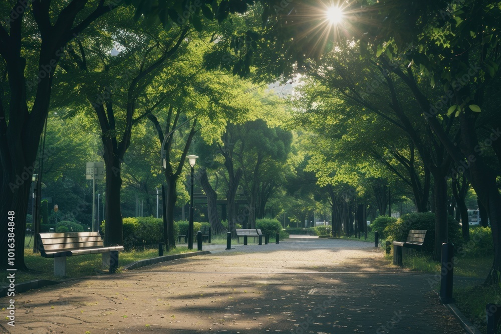 Obraz premium Park outdoors nature street.