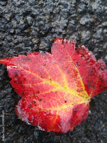 A sad lonely brown, red and yellow maple leaf on the pavement on a rainy day in Sligo, Ireland