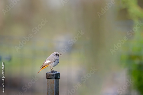 redstart sitting on a post