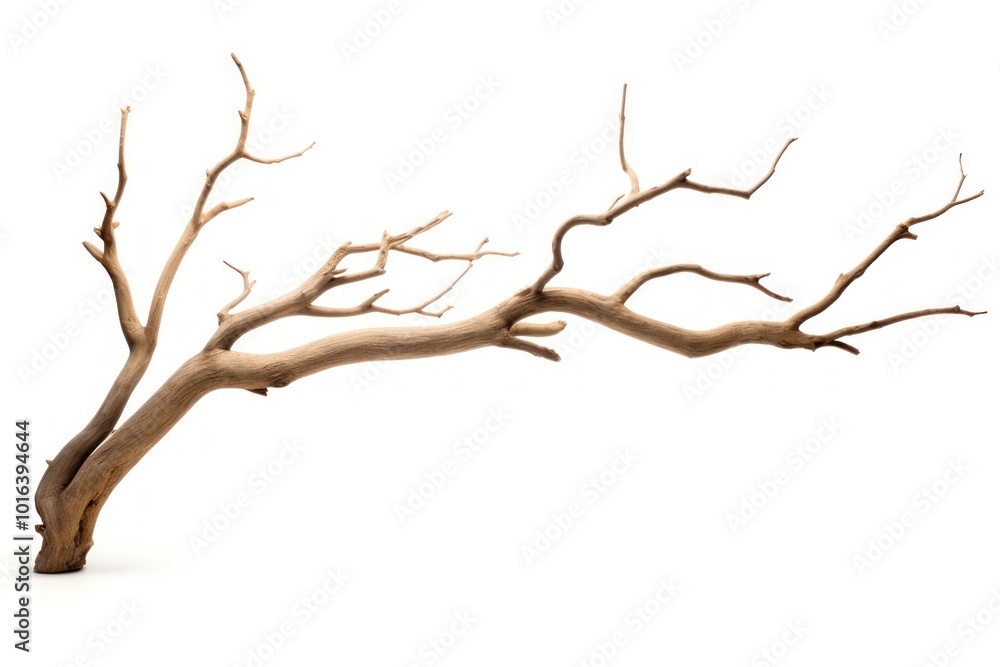 Bare tree branch isolated white Bare tree branch isolated white