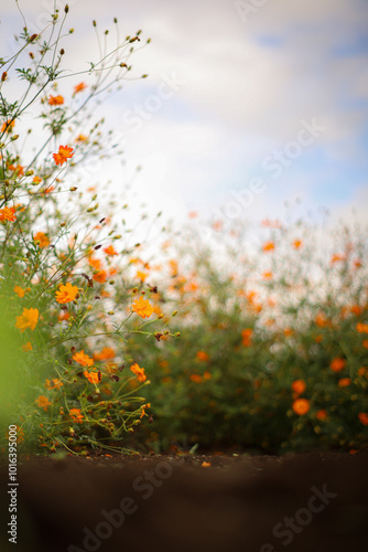 キバナコスモス