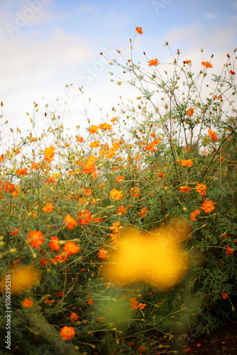 キバナコスモス