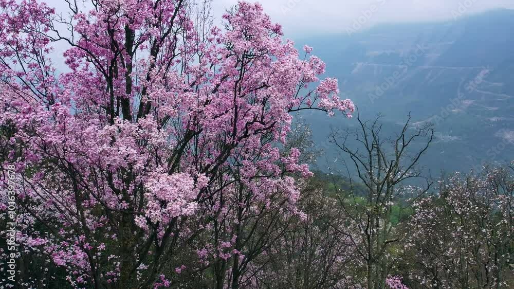 Aerial photography of magnolia flowers blooming in Jiuhuang Mountain, Sichuan Province, China Aerial photography of magnolia flowers blooming in Jiuhuang Mountain, Sichuan Province, China