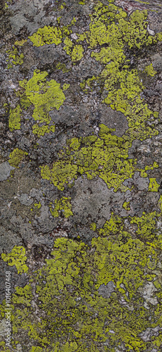 gray stone covered with green moss photo