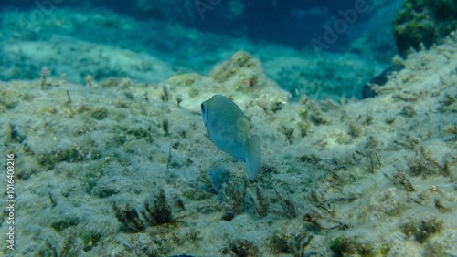 Fototapeta Naklejka Na Ścianę i Meble -  Dusky spinefoot or squaretail rabbitfish (Siganus luridus) undersea, Aegean Sea, Greece, Syros island, Azolimnos beach
