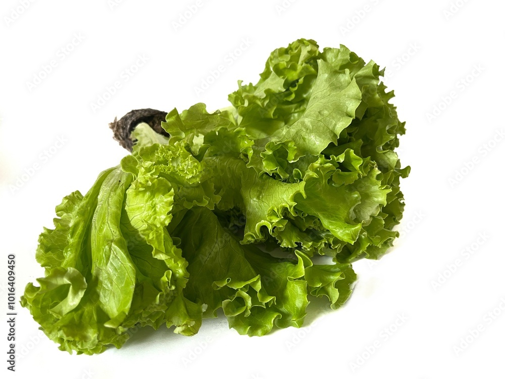 Fresh Green Leaf Lettuce isolated on white background Fresh Green Leaf Lettuce isolated on white background