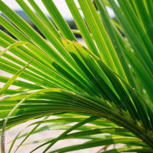 Vector illustration showcasing a lush green palmtree backdrop against a tropical summer setting photo