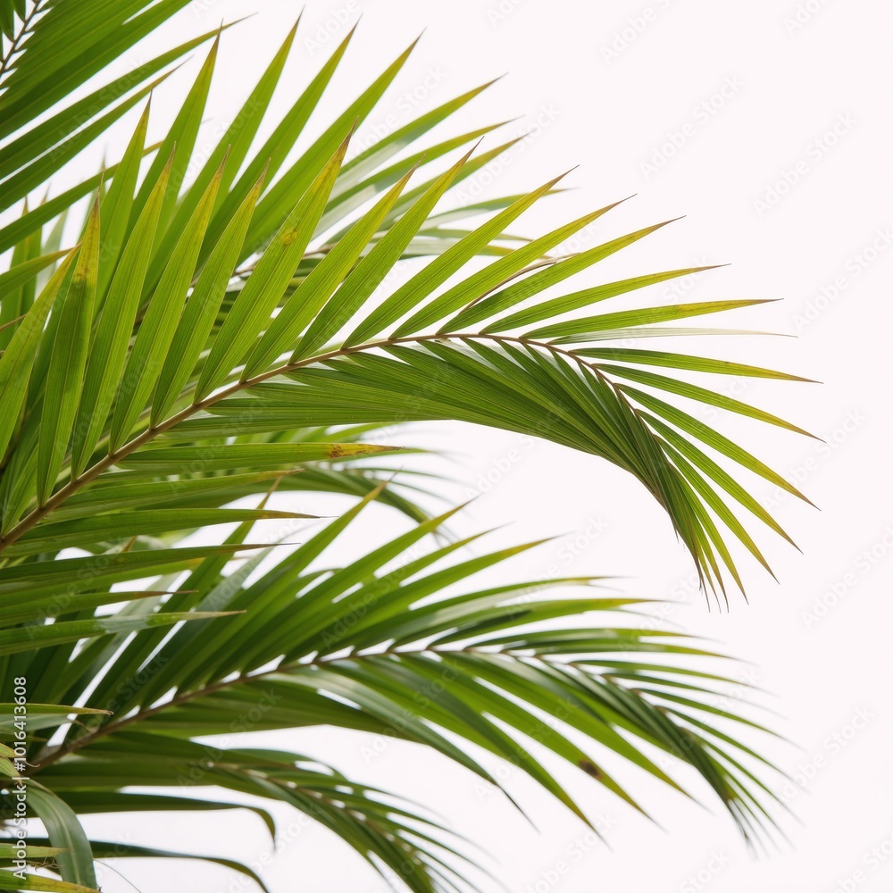 White backdrop features palm leaves rendered in vibrant watercolors White backdrop features palm leaves rendered in vibrant watercolors
