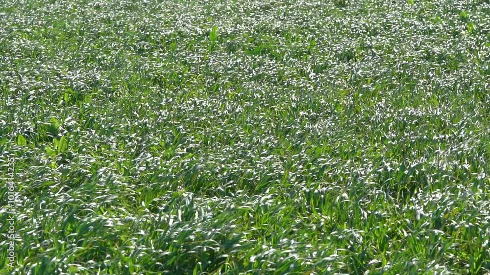 background Farm, Agriculture concept. background Farm, Agriculture concept.