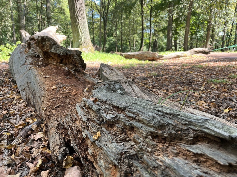 An old fallen tree lying on the ground An old fallen tree lying on the ground