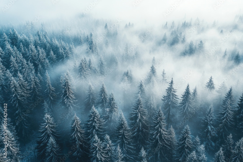 Φωτογραφία A misty forest landscape with tall trees nature fog vegetation.