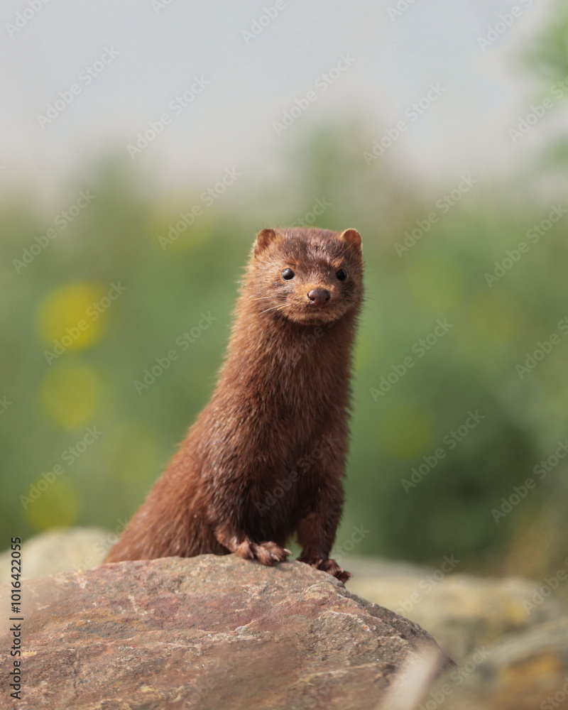 Mink on a rock by the grassy field Mink on a rock by the grassy field