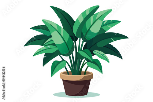 Lush tropical indoor plant , isolated on a white background.