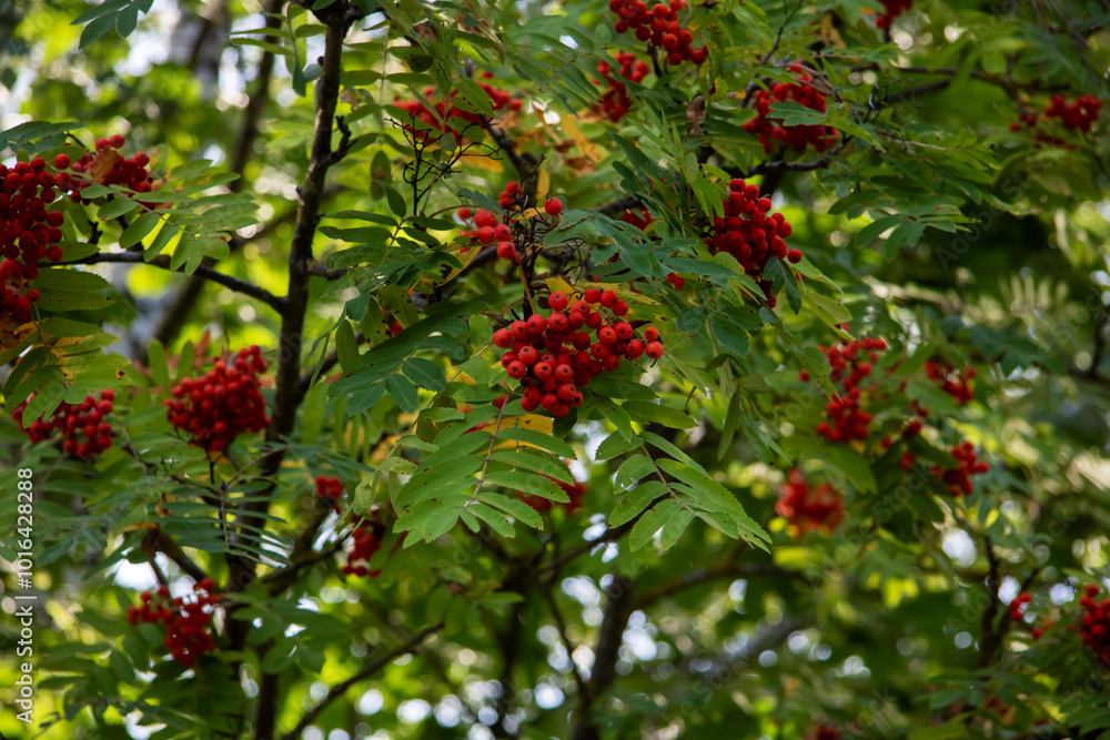 A collection of bright red berries is hanging from a tree branch A collection of bright red berries is hanging from a tree branch