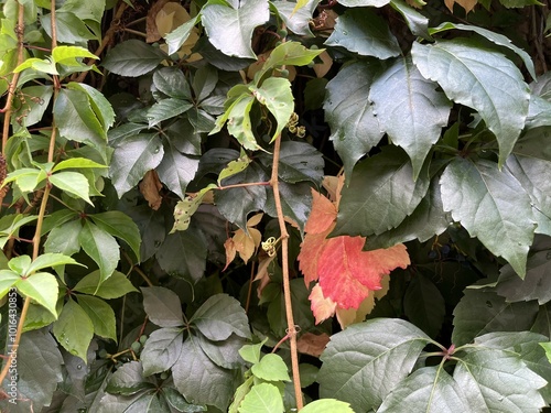 Parthenocissus quinquefolia in summer with little orange leaves, commonly known as the Virginia Creeper, is a species of flowering plant in the family Parthenocissus. Natural green wall texture. photo