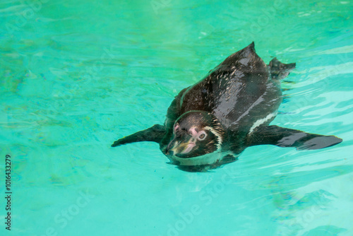 Humboldt penguin swims in blue clear water.