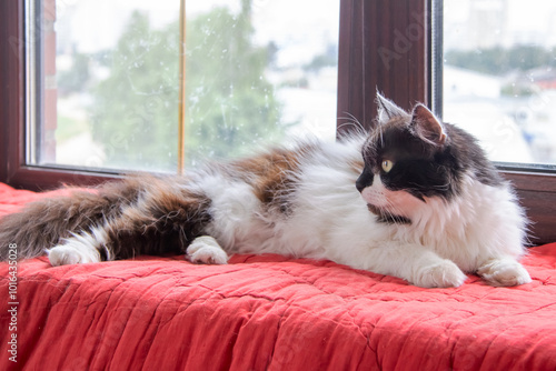 Wallpaper Mural A black and white cat resting on a windowsill with whiskers, fur, and a tail Torontodigital.ca