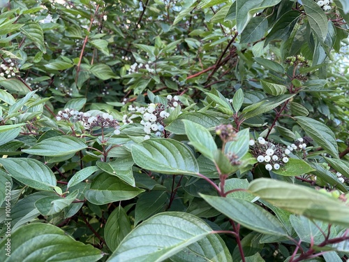 White berries of Cornus sericea (Redosier Dogwood or Creek Dogwood). Nature background