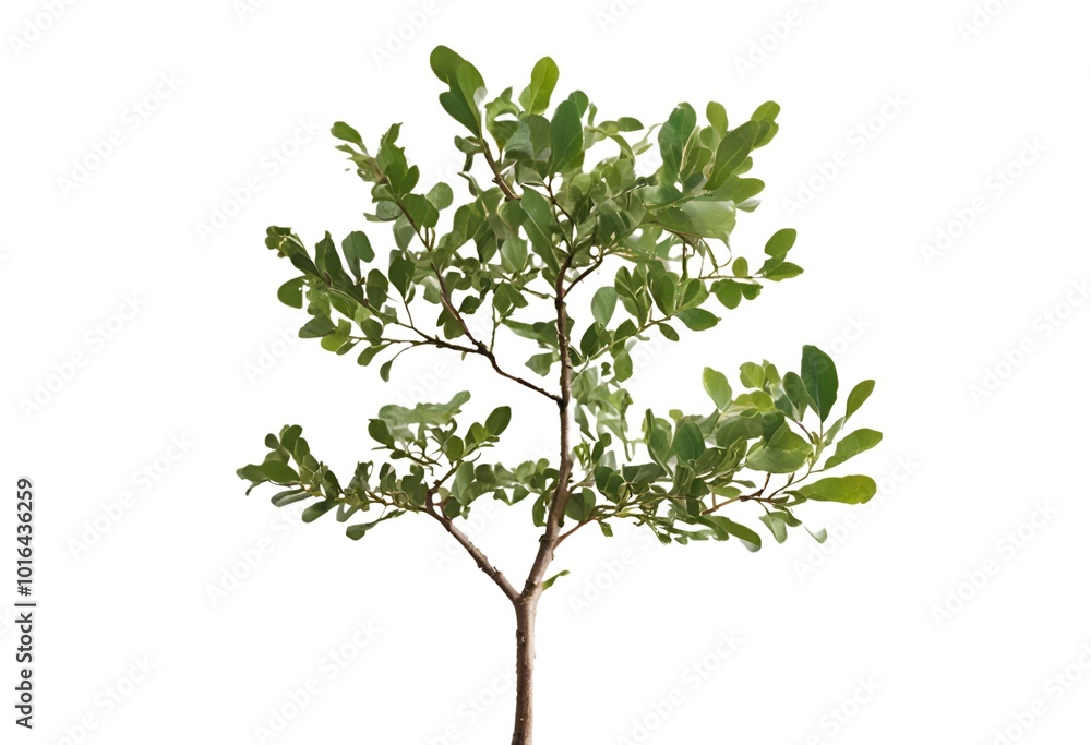 tree, isolated, plant, green, leaf, nature, branch, white, leaves, spring, flower, foliage, white background, forest, environment, summer, fresh, bush, flora, wood, herb, single, grass, growth, stem tree, isolated, plant, green, leaf, nature, branch, white, leaves, spring, flower, foliage, white background, forest, environment, summer, fresh, bush, flora, wood, herb, single, grass, growth, stem