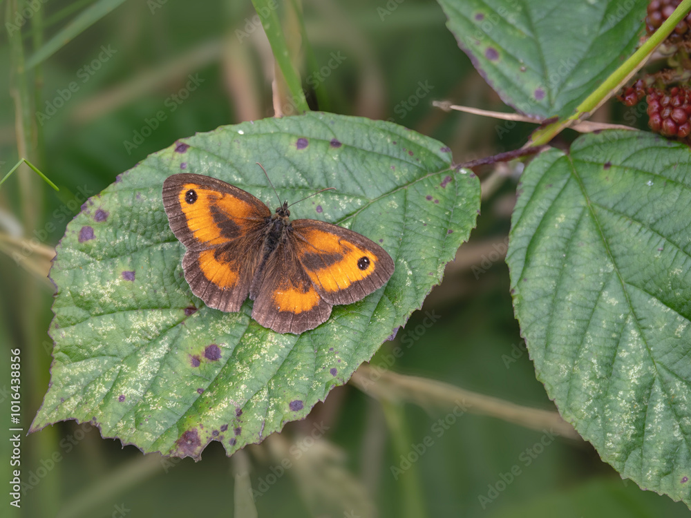 Gatekeeper butterfly resting on a blackberry leaf Gatekeeper butterfly resting on a blackberry leaf