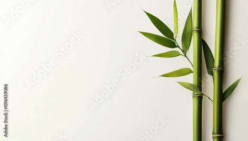 Bamboo stalks with green leaves on a white isolated background.