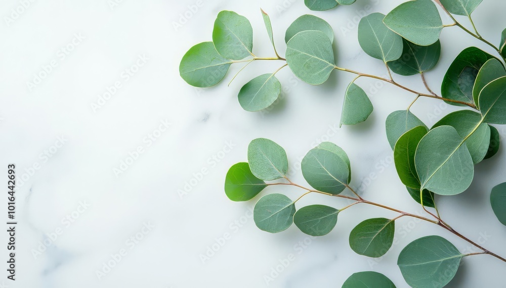 Obraz premium Eucalyptus leaves on a marble surface, showcasing their natural beauty.