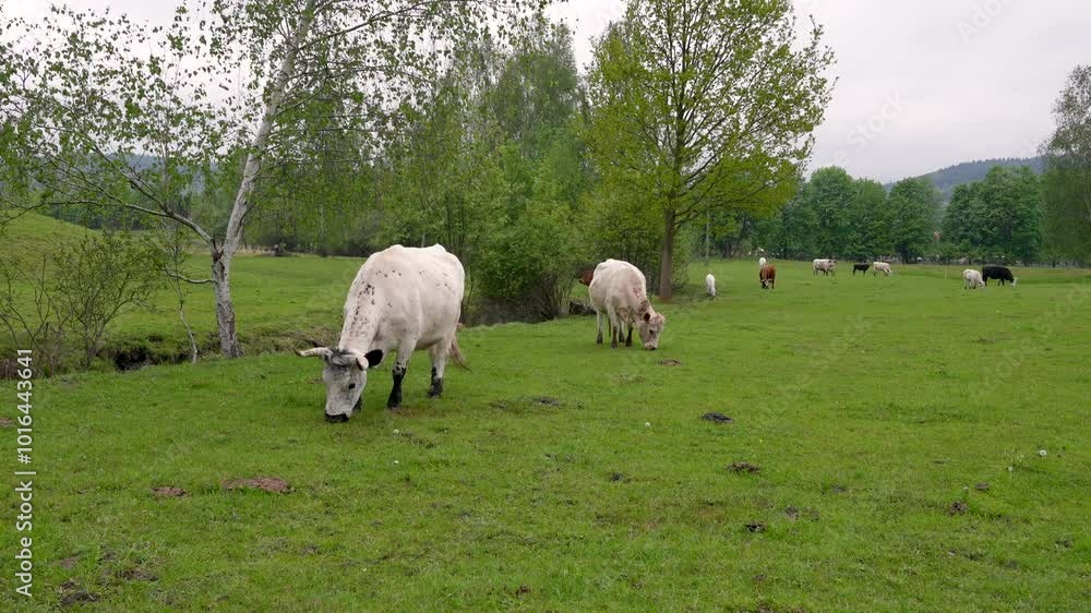 Herd cows grazing in meadow with fresh green grass. Animals are happily nibbling grass as they move around free pasture. Concept agricultural industry and animal husbandry. Herd cows grazing in meadow with fresh green grass. Animals are happily nibbling grass as they move around free pasture. Concept agricultural industry and animal husbandry.