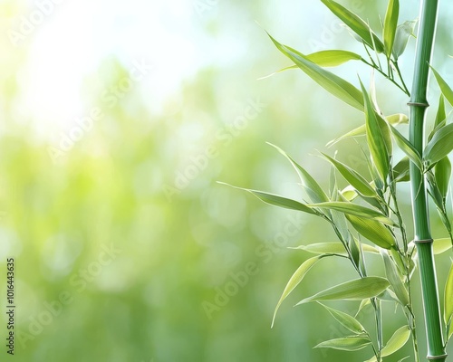 Green bamboo leaves against a soft, blurred background of nature.