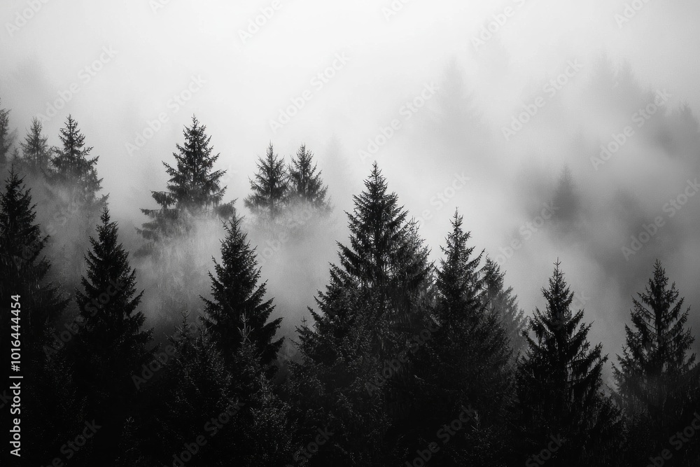 Black and white style of misty pine trees in a foggy forest, with a simple composition Black and white style of misty pine trees in a foggy forest, with a simple composition