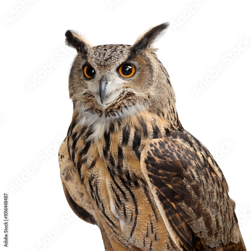 Owl on white isolated background transparent photo