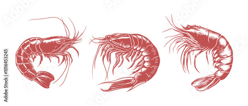 set Shrimp silhouette sea animal. Vector sketch illustration  engraved isolated shrimp illustration isolated on white