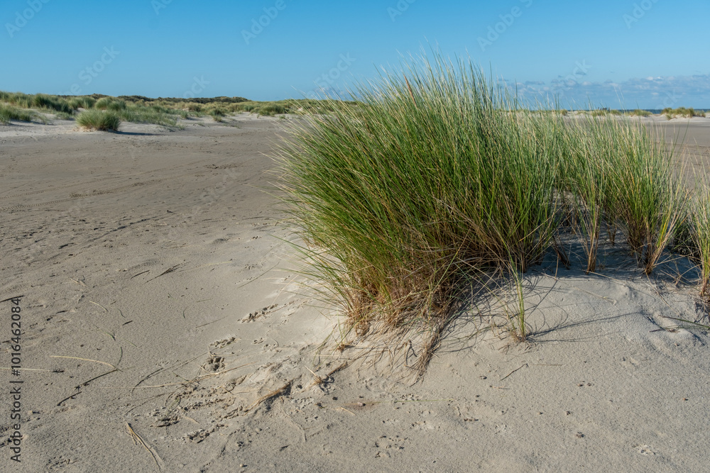 beach grass tufts on the north sea coast of the netherlands beach grass tufts on the north sea coast of the netherlands