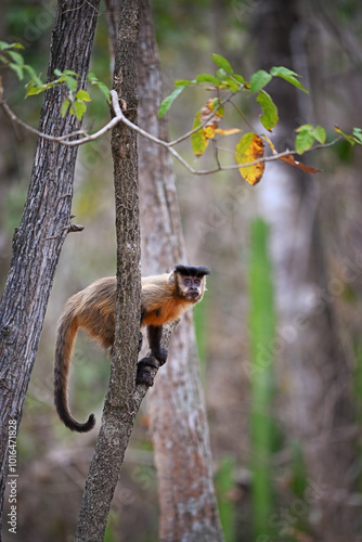 Azaras's Capuchin Monkey Climbing on a Tree Trunk in the Forest photo