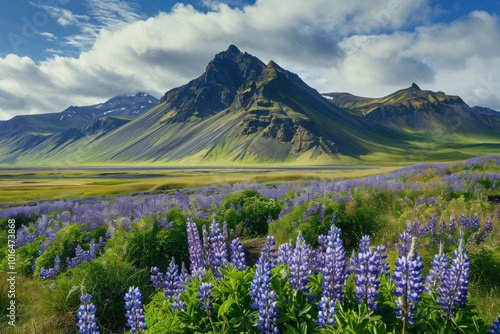 Lupine flowers on mountain land wilderness landscape.