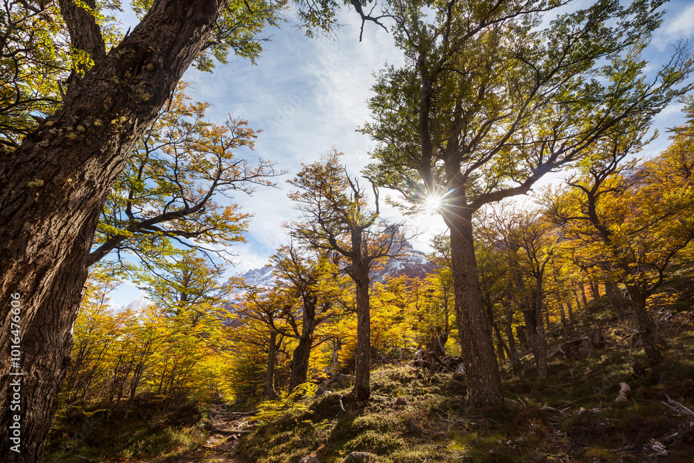 Fototapeta premium Autumn in Patagonia