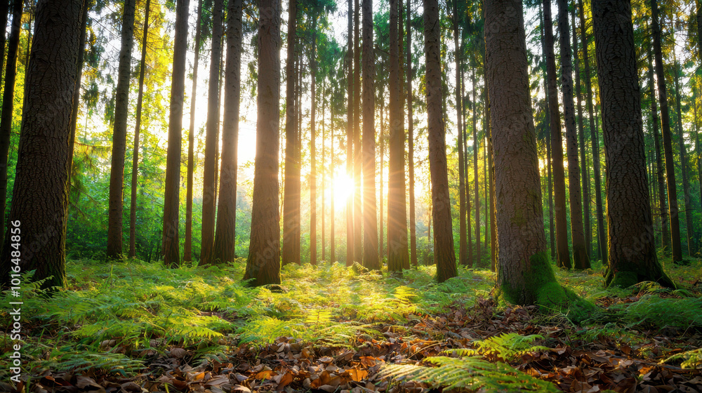 Obraz premium Serene sunlit forest scene with tall trees, vibrant ferns, and dappled sunlight filtering through a lush green canopy